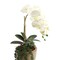 12-Pack: Real Touch White Phalaenopsis Orchid Stem, Floral Home by Artificial Flowers